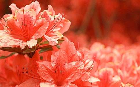 杜鵑花的人生經歷初中生作文