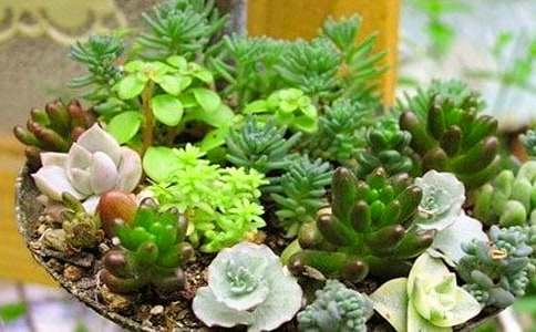 精選多肉觀察日記3篇