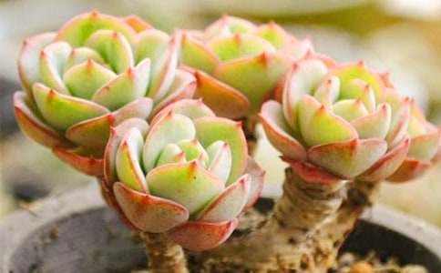 ����Ć�ʾ��������