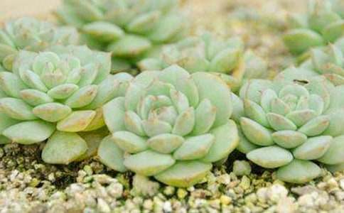 多肉作文600字(精選55篇)