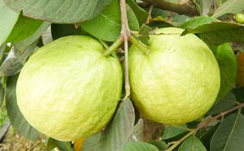 �Ґ۹��l�ķ�ʯ������