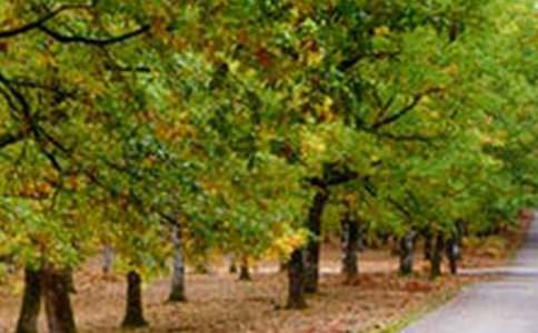 ��Ҳ��һ���L�����ģ�ͨ��19ƪ��