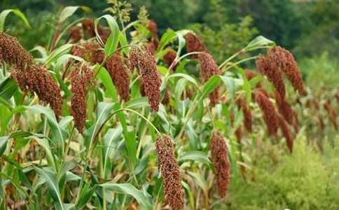 ������̌W�OӋ����