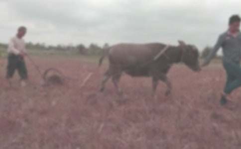 ���ܸ�������Ĺ�Ԋ