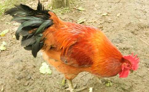 ���u��ĸ�uͯԒ����