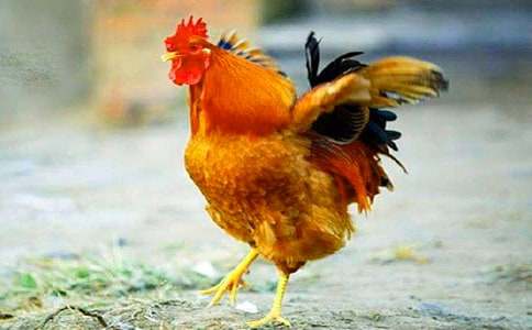 С���Α��|�n�̰����u�^ĸ�u�^�����x8ƪ��