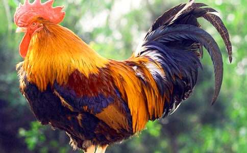 ͯԒ���£�С���u�ľی���