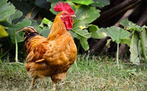 �ڹ��u�����\����