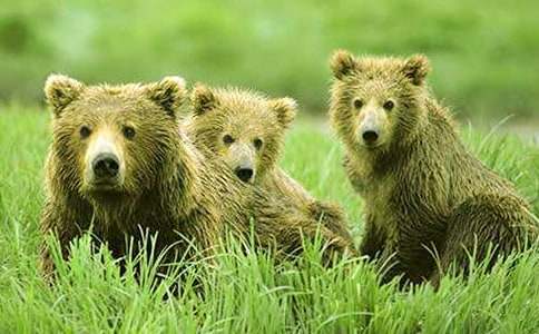 關于狗熊的童話作文