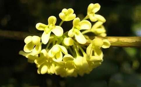 ������ӹ�С�W����