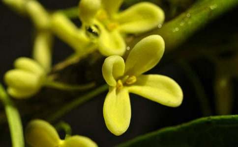 �茑����Ĺ�����100��