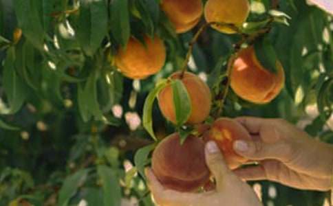 美麗的果園作文600字