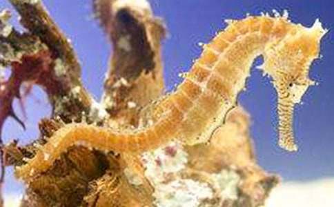 ���R�ְ�ͯԒ����