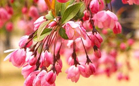 海棠依舊初三作文