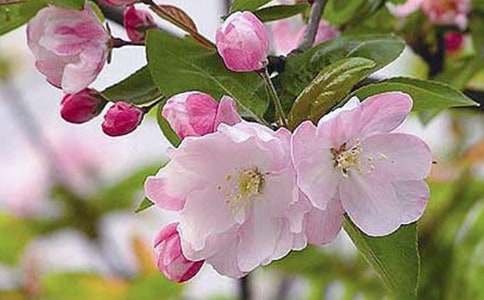 �S�躣��ĸ�H����