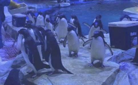 游大連海洋公園敘事作文