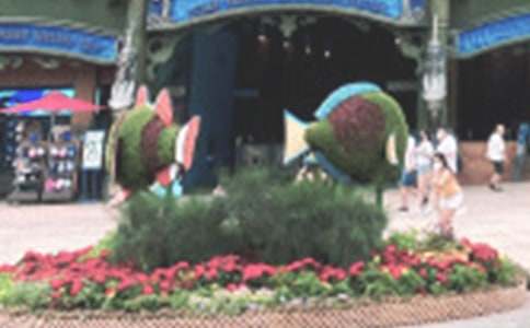 游深圳海洋公園作文2篇