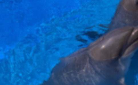 小學生可愛的海豚作文