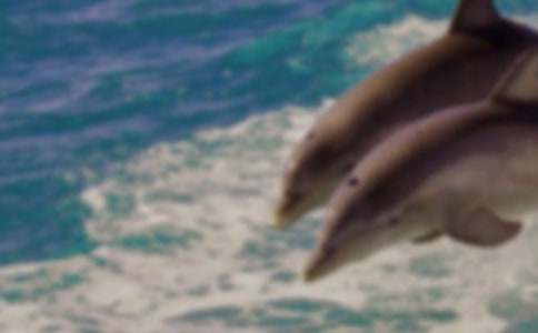 冰藍色的海豚夢五年級作文800字