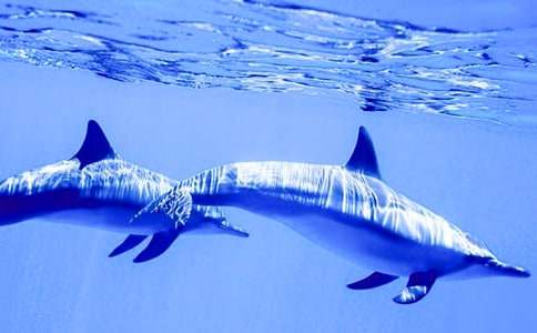 �茑���������ķ���3ƪ