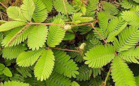 ��ϲ�g�ĺ��߲�����