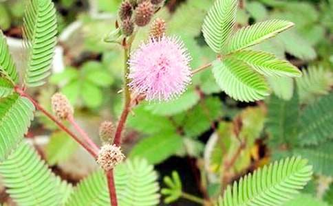 ���߲ݲ���������400�֣�ͨ��17ƪ��