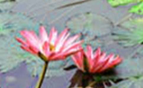 �茑����ĺɻ�����