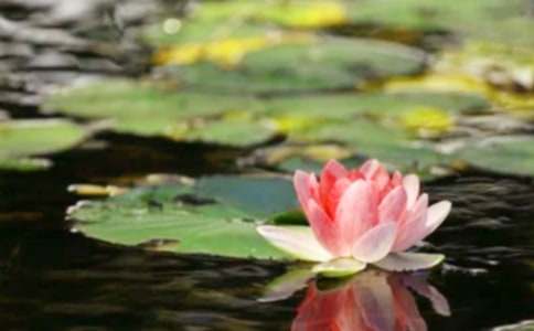 ��������һֻ��ƽ������5ƪ