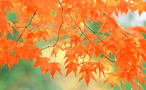 香山紅葉優秀作文