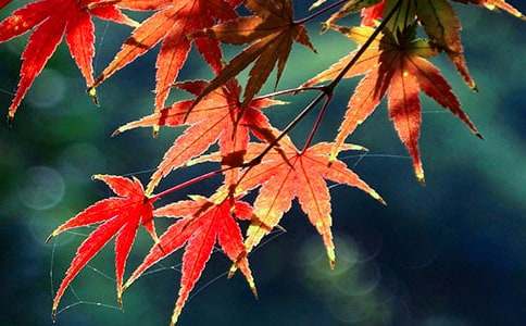 �茑������ɽ�t�~������