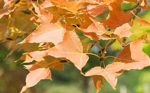 香山紅葉作文匯編7篇