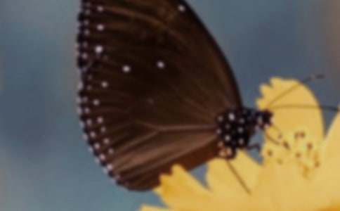 蝴蝶蘭觀察日記范文300字(精選34篇)