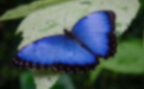 美麗的蝴蝶優秀教案設計(精選7篇)