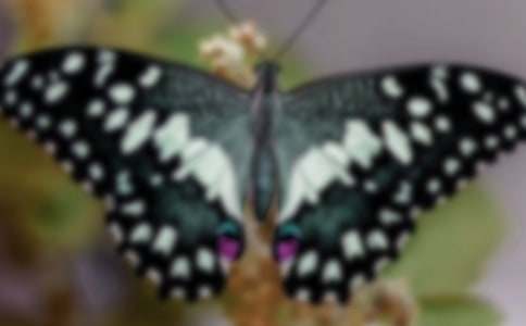 ��Ӽ����������