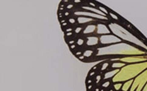 ����һֻ�����ĳ�������