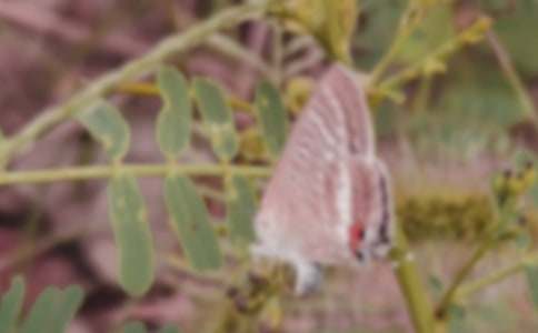 喜羊羊與灰太狼之蝴蝶結六年級作文