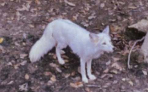 ��׽�ĺ�؂��������