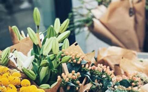 請進山貓的雛菊花店七年級作文