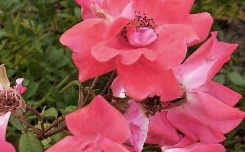 ���P�_��ӛ����Ļ����������꼉17ƪ