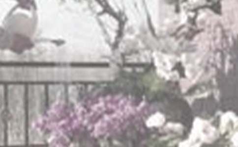 ������һ�꼉100������