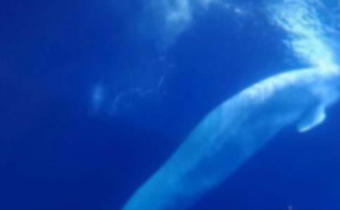 鯨魚遇險作文800字