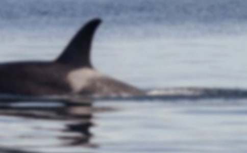 一頭鯨魚的自述作文700字