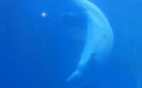 �L�~�u����¸衶I Lost You�����~