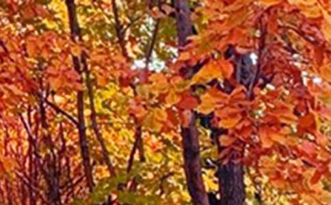 �P�ڌ����ھ�ɫ������