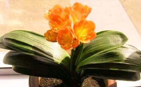 君子蘭400字作文五篇