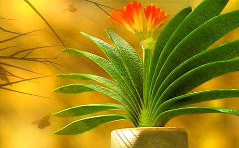 描寫君子蘭的作文400字(通用23篇)