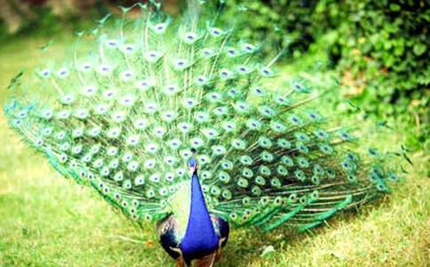 我家的孔雀魚作文