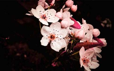 һ���滨һ��������800��