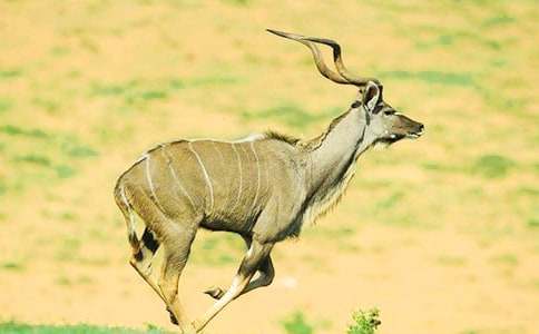 長春版《藏羚羊跪拜》的優秀教案