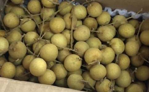 龍眼作文600字(通用37篇)